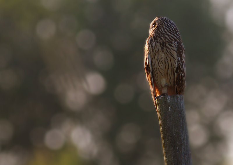 Jorduggla [Short-eared Owl] (IMG_9589)