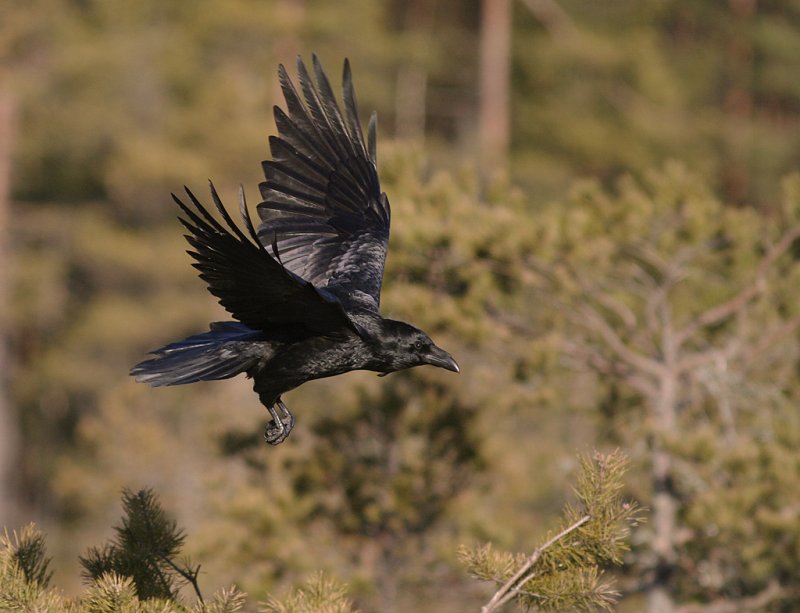 Korp [Common Raven] (IMG_3524)