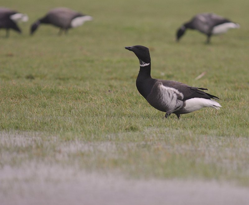 Prutgs [Brent Goose] (IMG_8037)