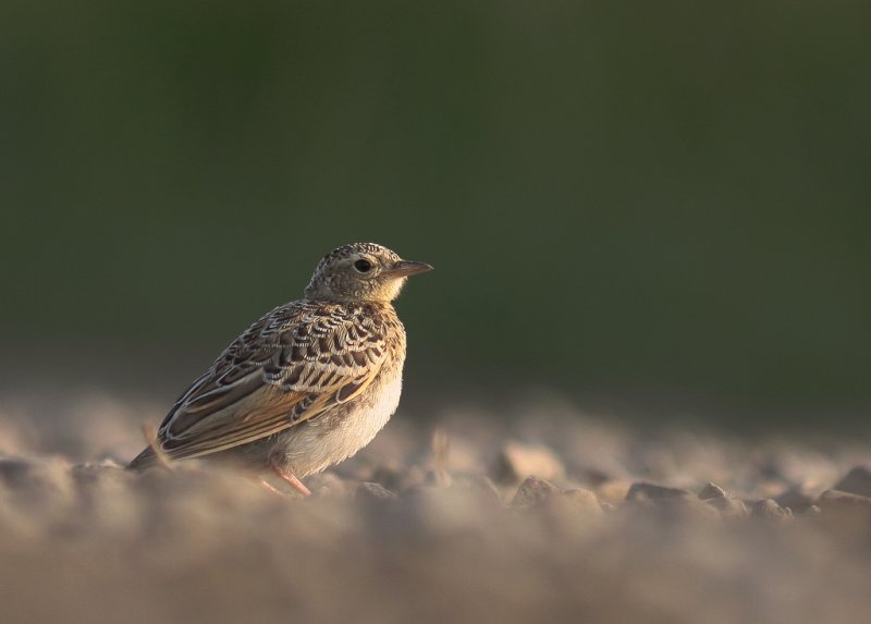 Snglrka [Eurasian Skylark] (IMG_3369)