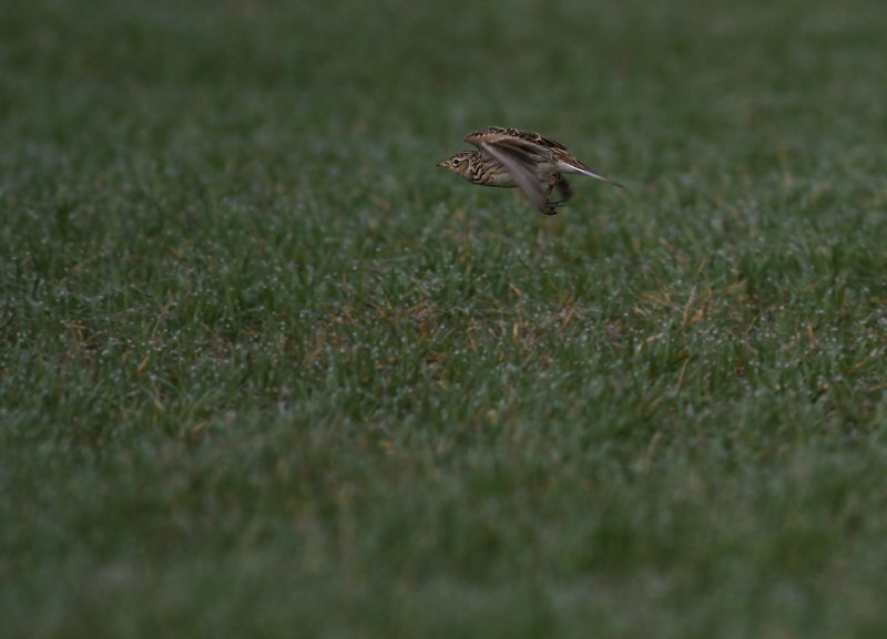 Snglrka [Eurasian Skylark] (IMG_5082)