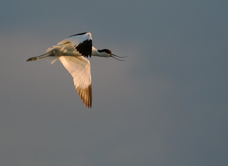 Skrflcka [Pied Avocet] (IMG_7134)