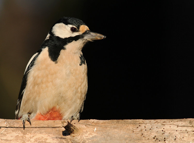 Strre hackspett [G S Woodpecker] (IMG_4188)