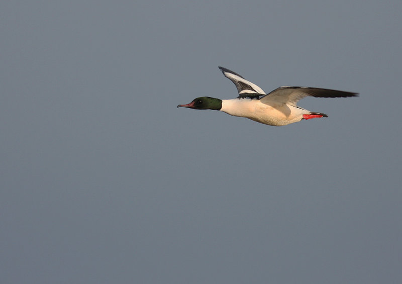 Storskrake [Goosander] (IMG_0893)