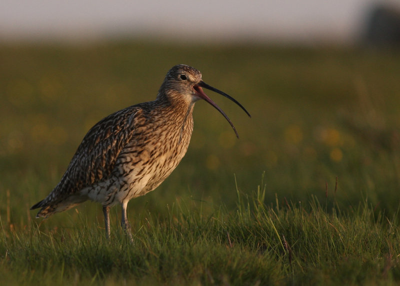 Storspov [Eurasian Curlew] (IMG_8282)