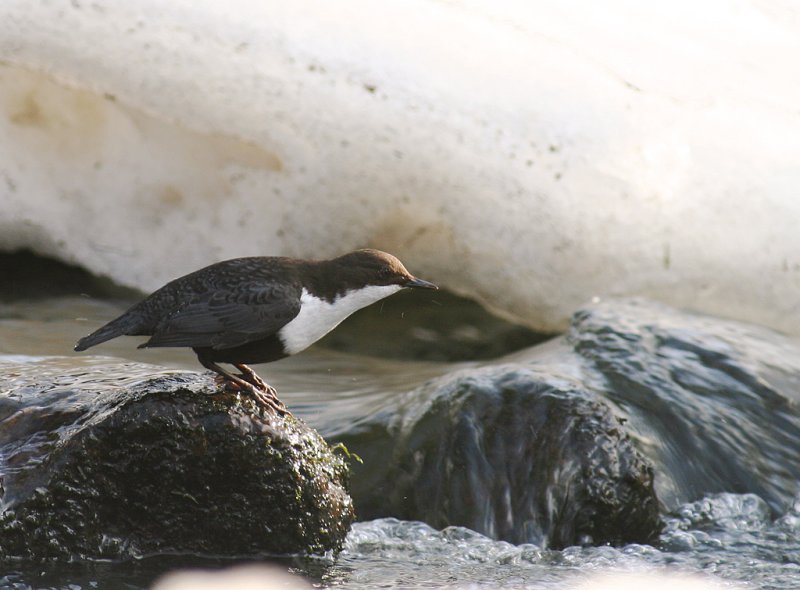 Strmstare [White-throated Dipper] (IMG_6222)