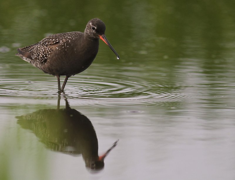 Svartsnppa [Spotted Redshank] (IMG_7636)