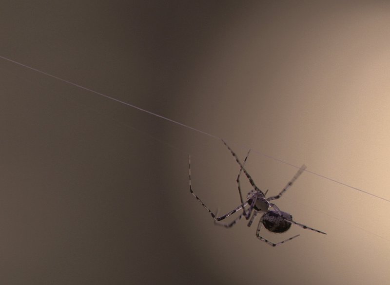 Spindel sp. (IMG_3825)