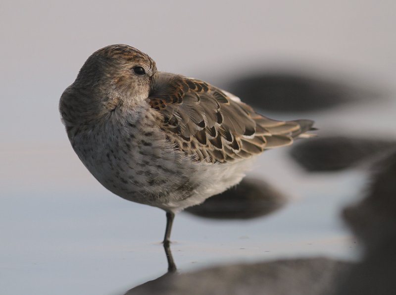 Krrsnppa  [Dunlin] (IMG_4257)