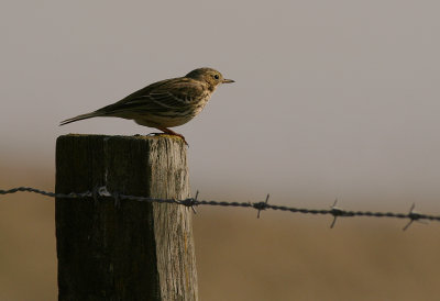 ngspiplrka Anthus pratensis [Meadow Pipit] (IMG_7285)