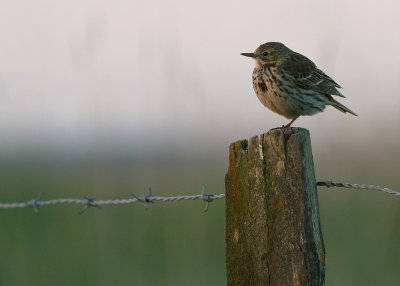 ngspiplrka Anthus pratensis [Meadow Pipit] (IMG_8545)
