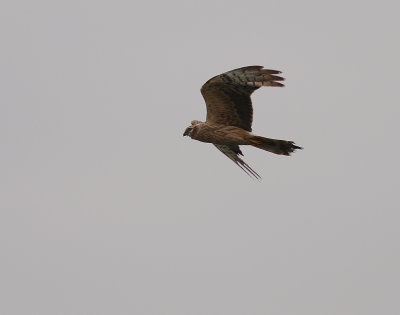 ngshk  [Montague's Harrier] (IMG_2616)