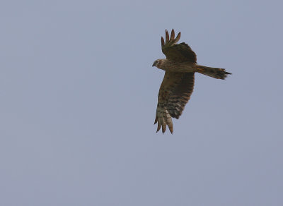 ngshk  [Montague's Harrier] (IMG_2617)