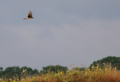 ngshk  [Montague's Harrier] (IMG_2666)