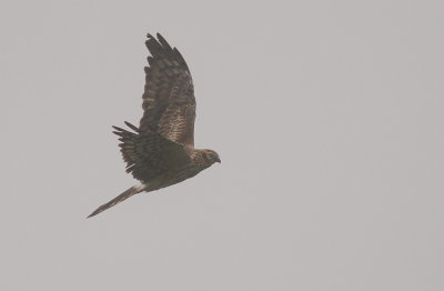 ngshk  [Montague's Harrier] (IMG_3204)