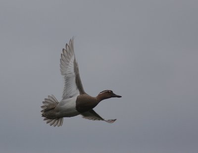 rta [Garganey] (IMG_6781)