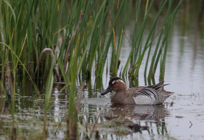 rta [Garganey] (IMG_6801)