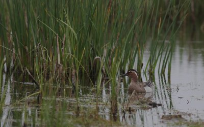 rta [Garganey] (IMG_6804)