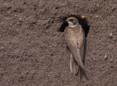 Backsvala [Sand Martin] (IMG_8976)