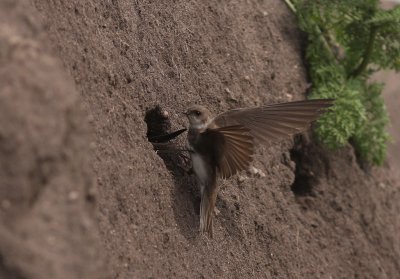 Backsvala [Sand Martin] (IMG_9052)