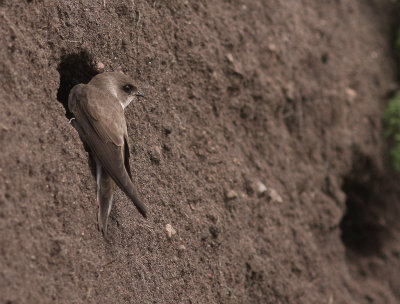 Backsvala [Sand Martin] (IMG_9121)