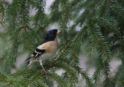 Bergfink  [Brambling] (IMG_2205)