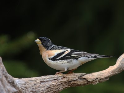 Bergfink  [Brambling] (IMG_2218)