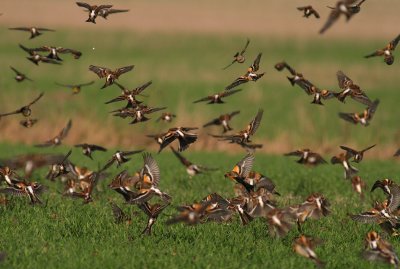 Bergfink  [Brambling] (IMG_3091)