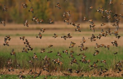 Bergfink  [Brambling] (IMG_3093)