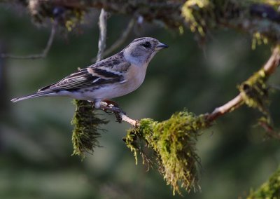 Bergfink  [Brambling] (IMG_4241)