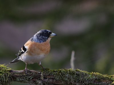 Bergfink  [Brambling] (IMG_4325)