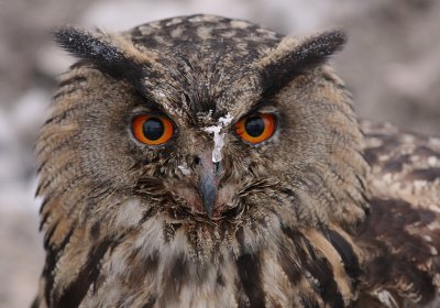 Berguv [Eurasian Eagle Owl] (IMG_7875)