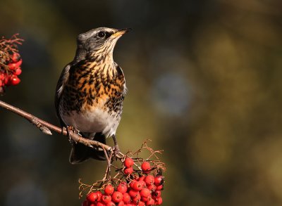 Bjrktrast [Fieldfare] (IMG_3733)