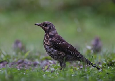 Bjrktrast [Fieldfare] (IMG_5138)