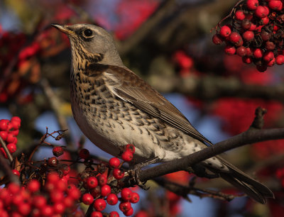 Bjrktrast [Fieldfare] (IMG_9072)