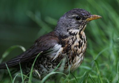 Bjrktrast [Fieldfare] (IMG_9214)