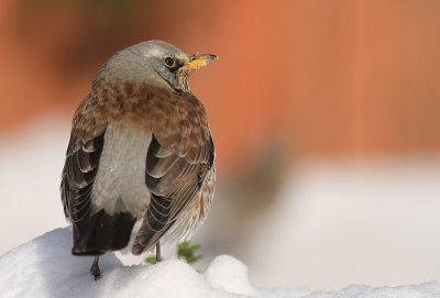 Bjrktrast [Fieldfare] (IMG_9587)