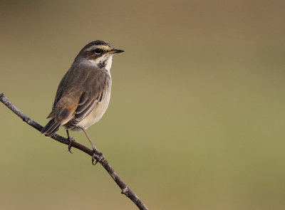 Blhake [Bluethroat] (IMG_0008)