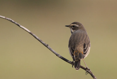 Blhake [Bluethroat] (IMG_0012)