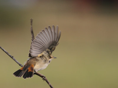 Blhake [Bluethroat] (IMG_0026)