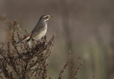 Blhake [Bluethroat] (IMG_0036)
