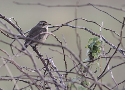 Blhake [Bluethroat] (IMG_0068)