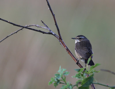 Blhake [Bluethroat] (IMG_0069)