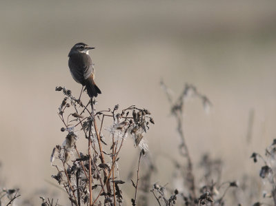 Blhake [Bluethroat] (IMG_0075)