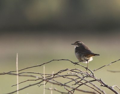 Blhake [Bluethroat] (IMG_0092)