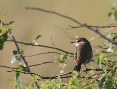 Blhake [Bluethroat] (IMG_0105)