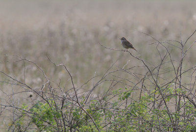 Blhake [Bluethroat] (IMG_9523)