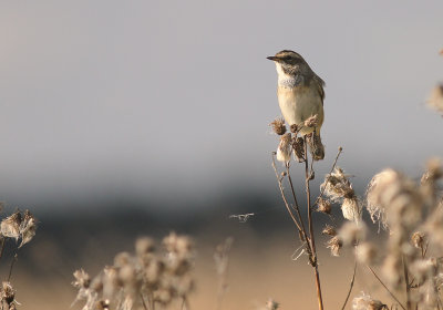 Blhake [Bluethroat] (IMG_9663)