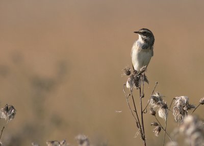 Blhake [Bluethroat] (IMG_9671)