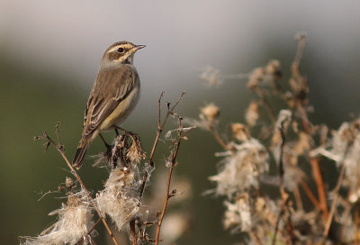Blhake [Bluethroat] (IMG_9706)